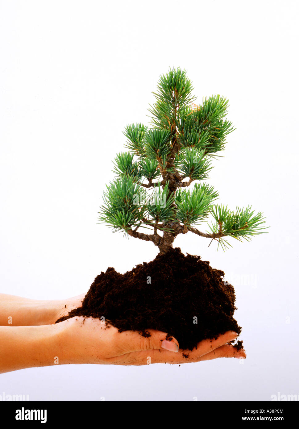 Bonsai Baum, mani con albero di bonsai di crescita di simbolo Foto Stock