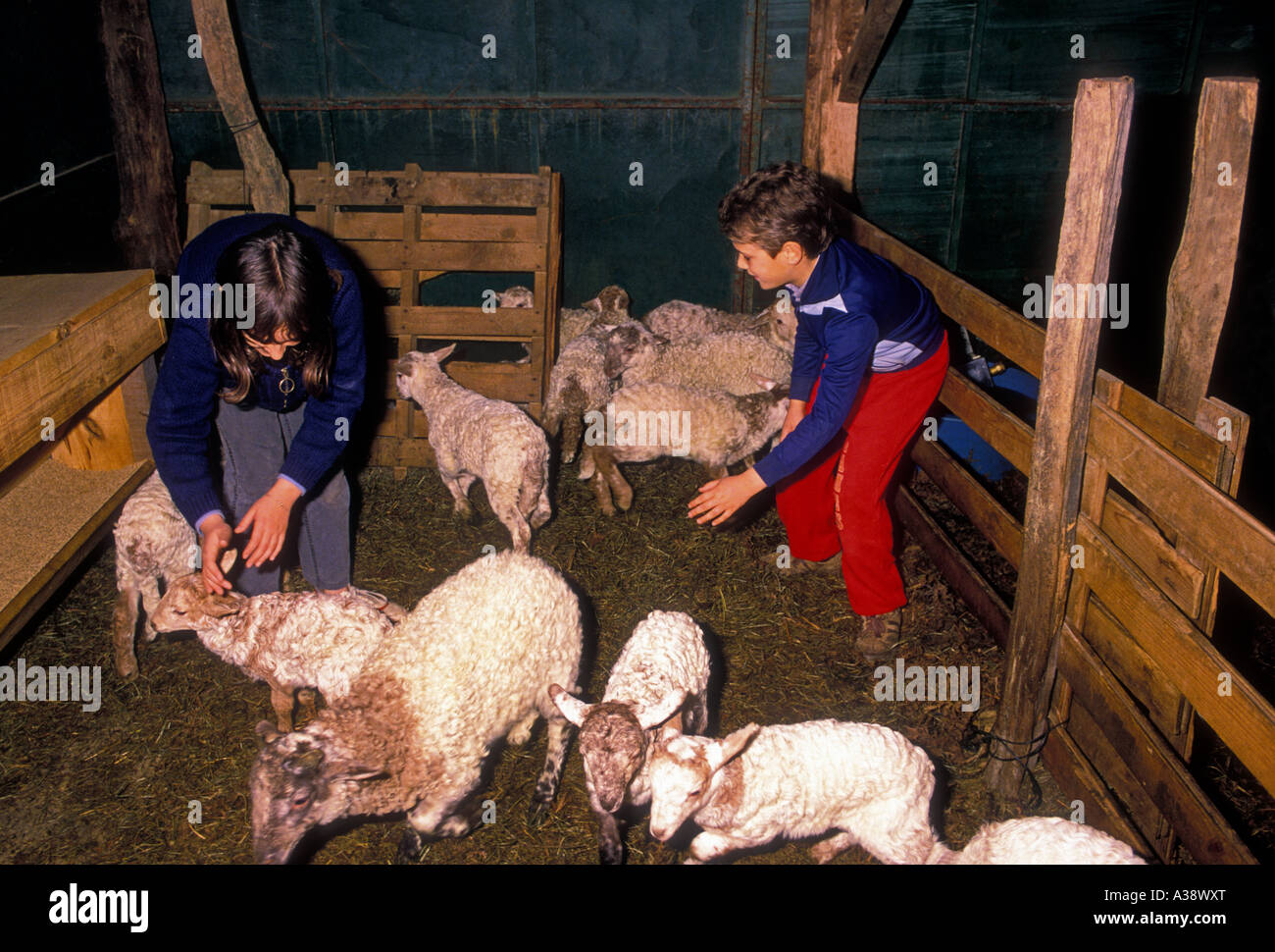 Basco francese bambini, fratello e sorella, boy, ragazza, pecore nell ovile, pecore, ovile, Paesi Baschi francesi, villaggio di Jatxou, Francia, Europa Foto Stock