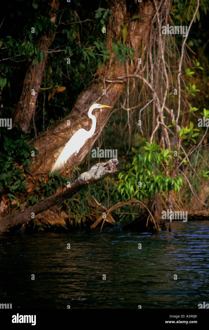 1, uno, garzetta lungo il Rio Dulce, garzetta, Rio Dulce, città di El Relleno, Dipartimento di Izabal, Guatemala, America Centrale Foto Stock