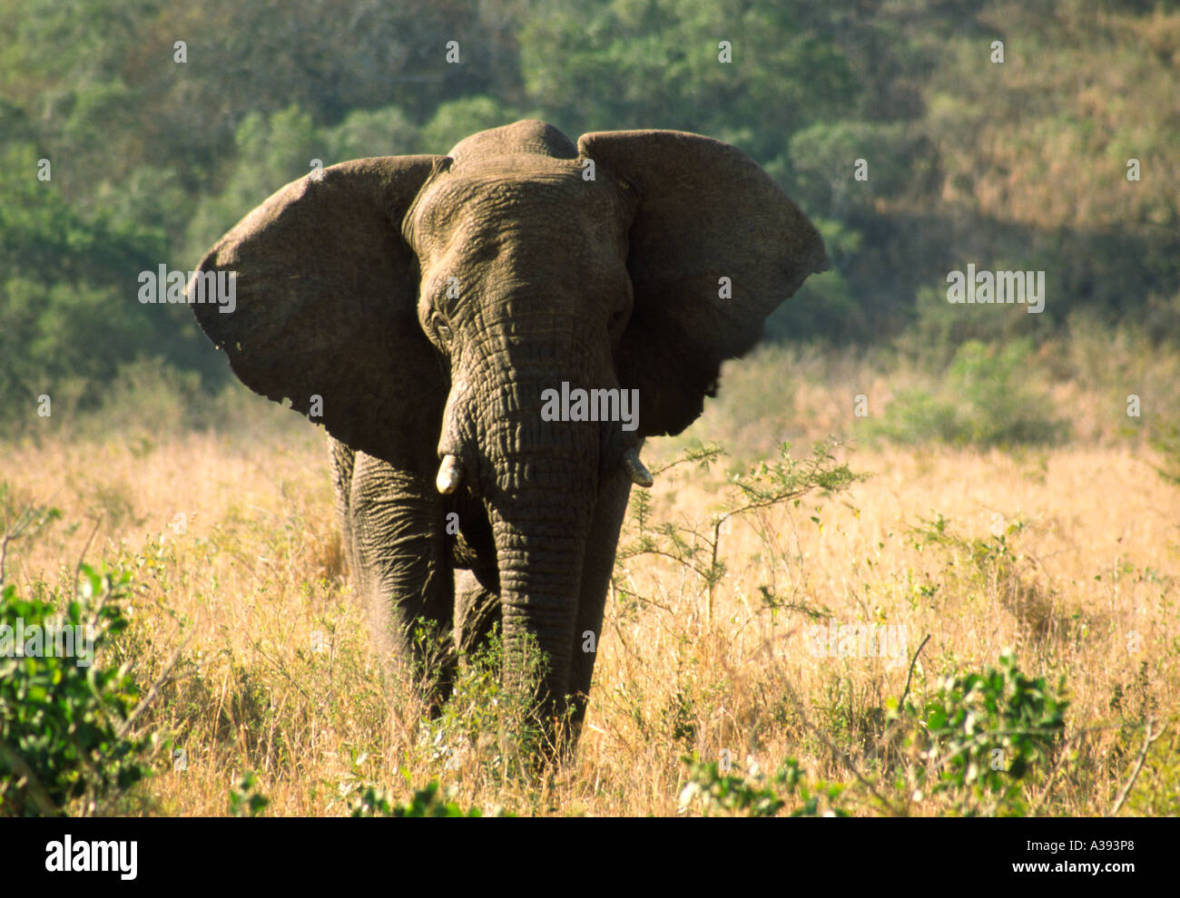 Elefante africano a camminare verso la telecamera con le orecchie aperte e verso l'esterno, Sud Africa, Loxodonta africana Foto Stock