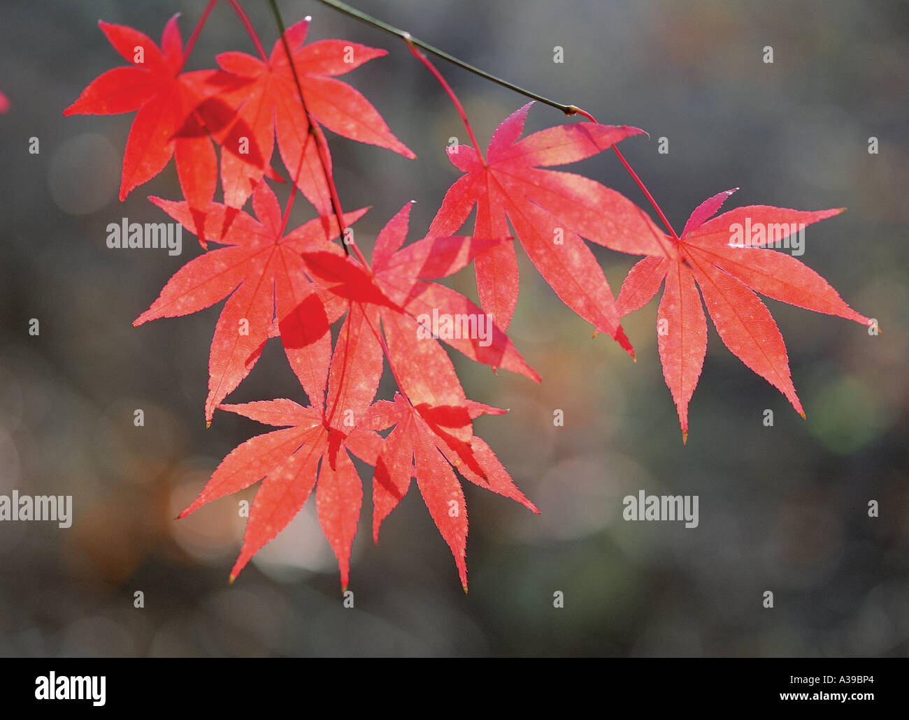 Maple,caduto foglie,foglie,l'erba,l'erba,prato,m Foto Stock