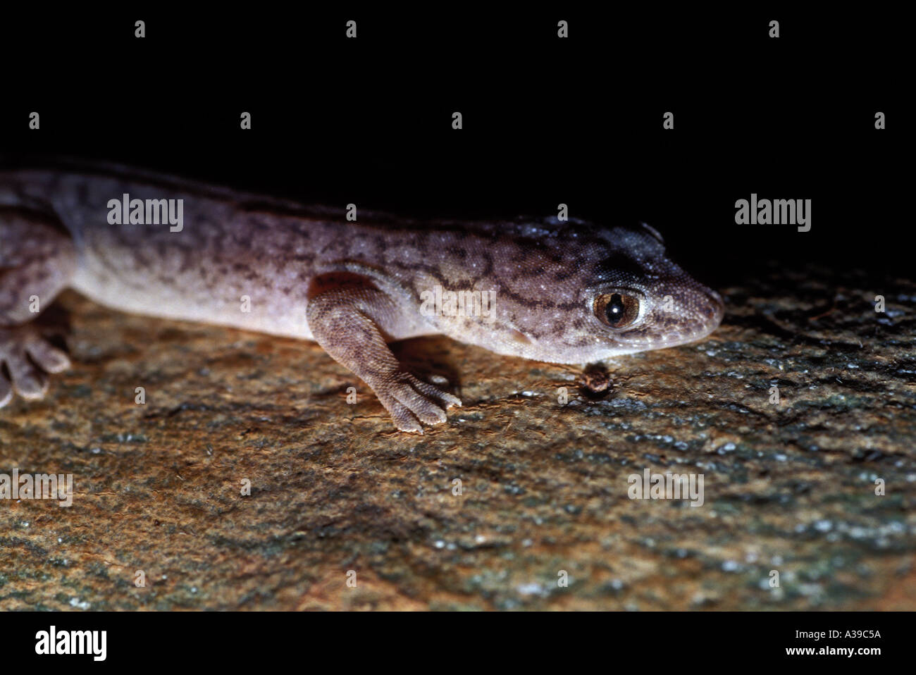 Gecko 0325 Foto Stock