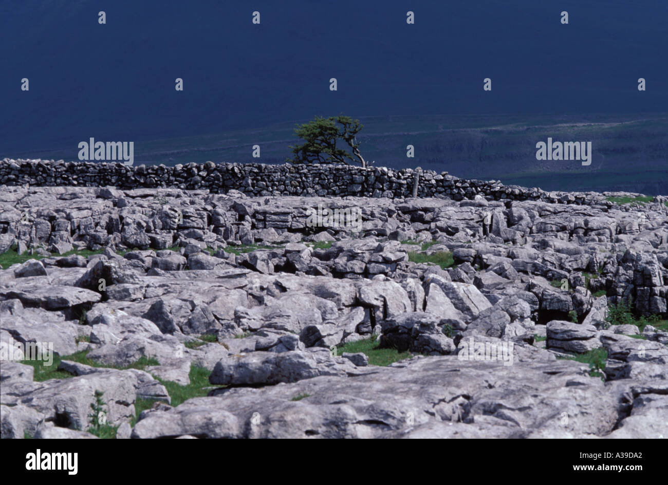 Altezze Ingleborough con pavimentazione di pietra calcarea Yorkshire Foto Stock