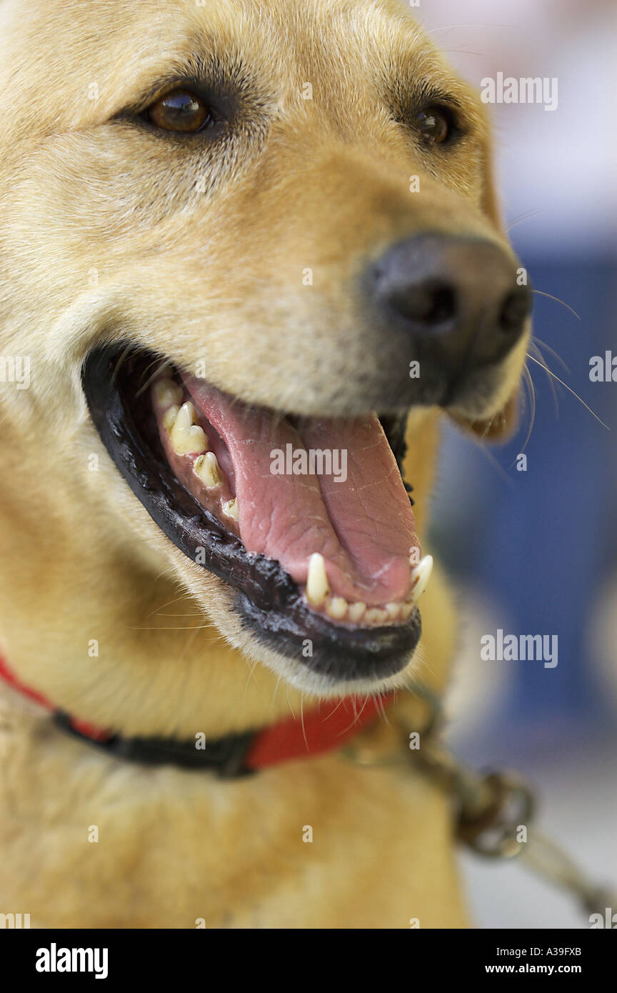 fronte del cane Foto Stock