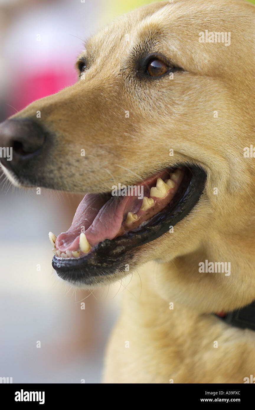 fronte del cane Foto Stock