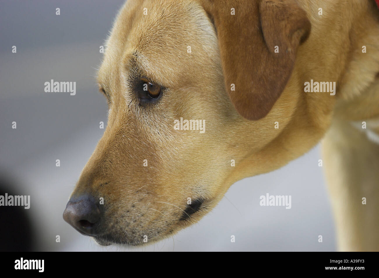 fronte del cane Foto Stock