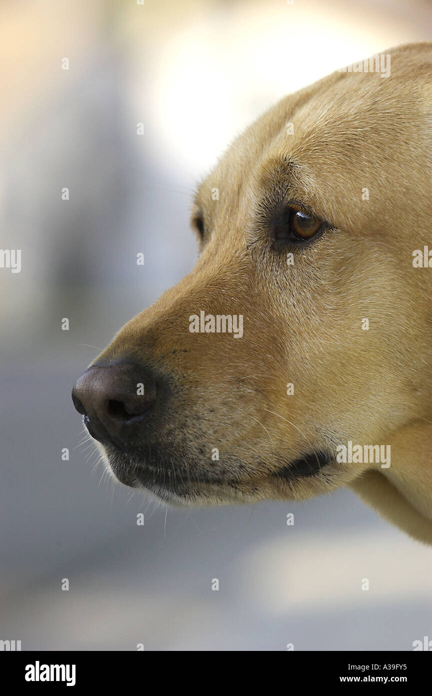 fronte del cane Foto Stock