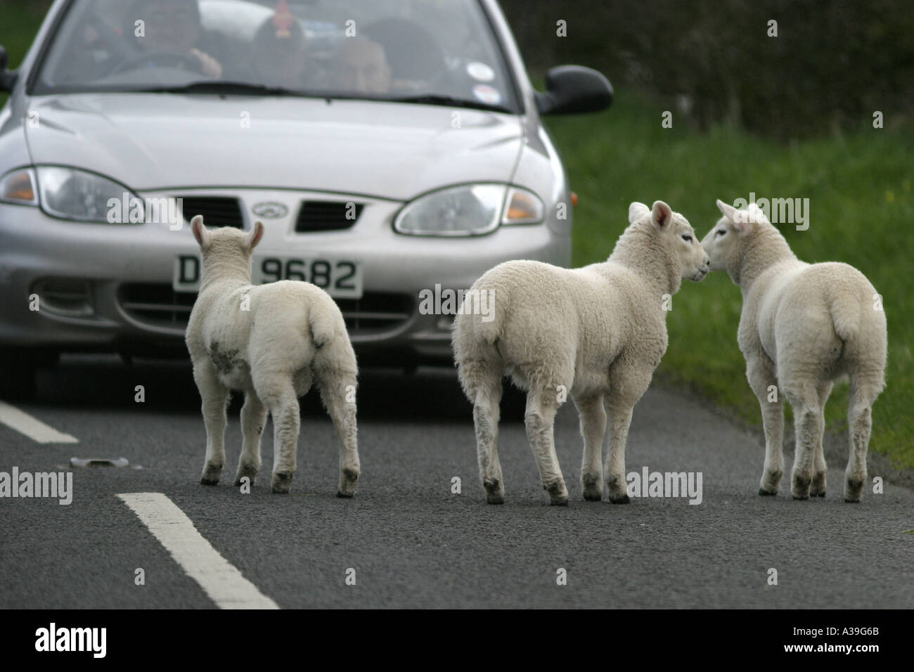 Agnelli Ovini nel mezzo della strada nella parte anteriore della vettura nella contea di Antrim Irlanda del Nord Foto Stock