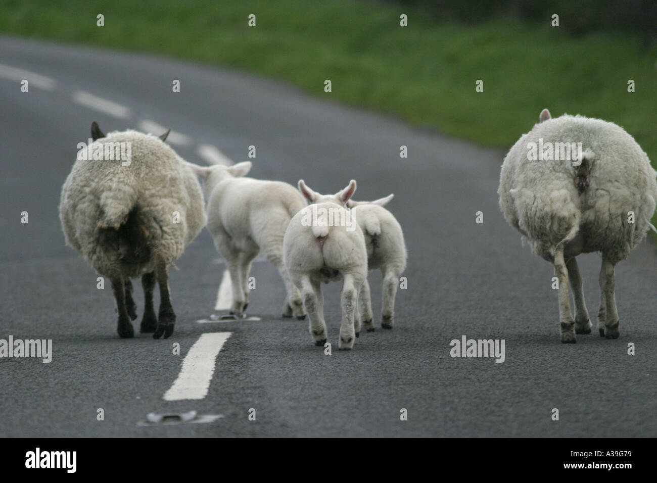 Gregge di agnelli ovini in mezzo di strada nella contea di Antrim Irlanda del Nord Foto Stock