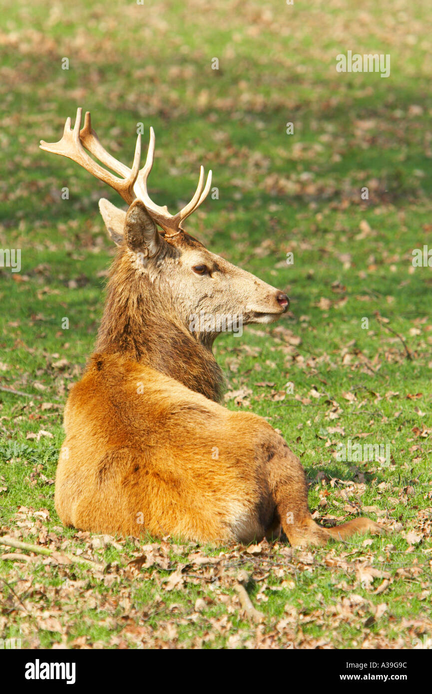 Red Deer seduta su prato primavera Foto Stock