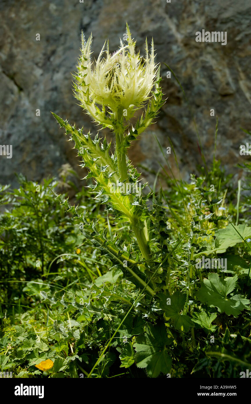 Spiniest Thistle Cirsium spinosissimum Foto Stock