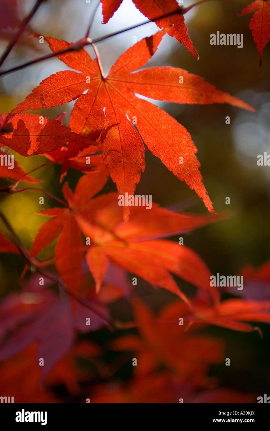 Acero Rosso Foglie di albero Foto Stock