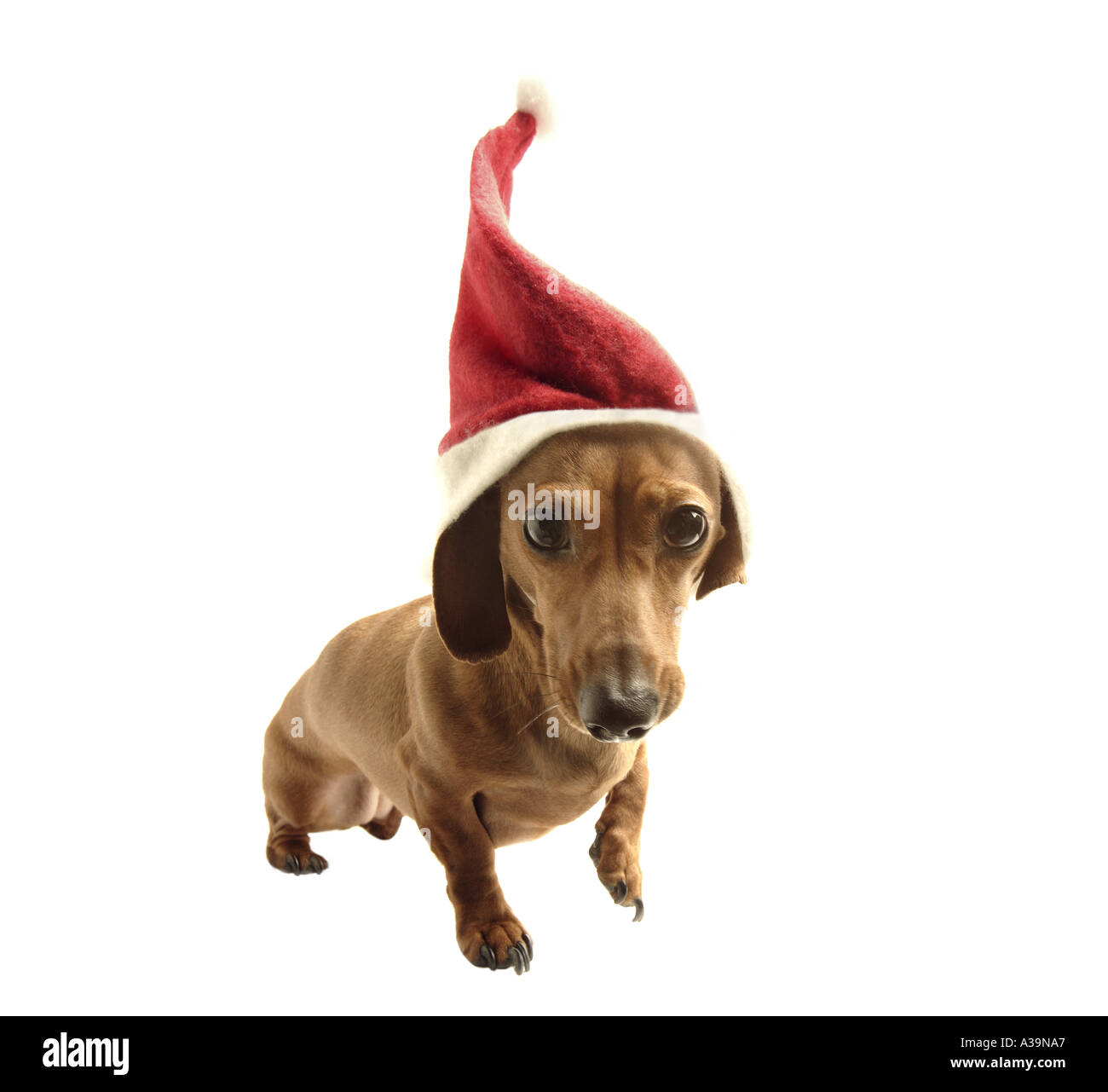 Bassotto a Santa hat Foto Stock