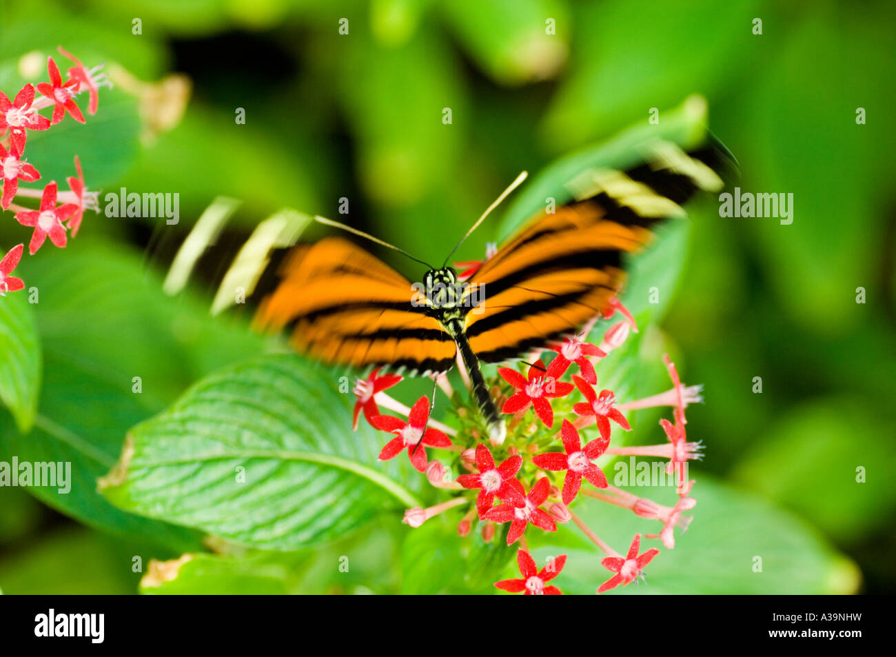 La farfalla monarca in movimento Foto Stock