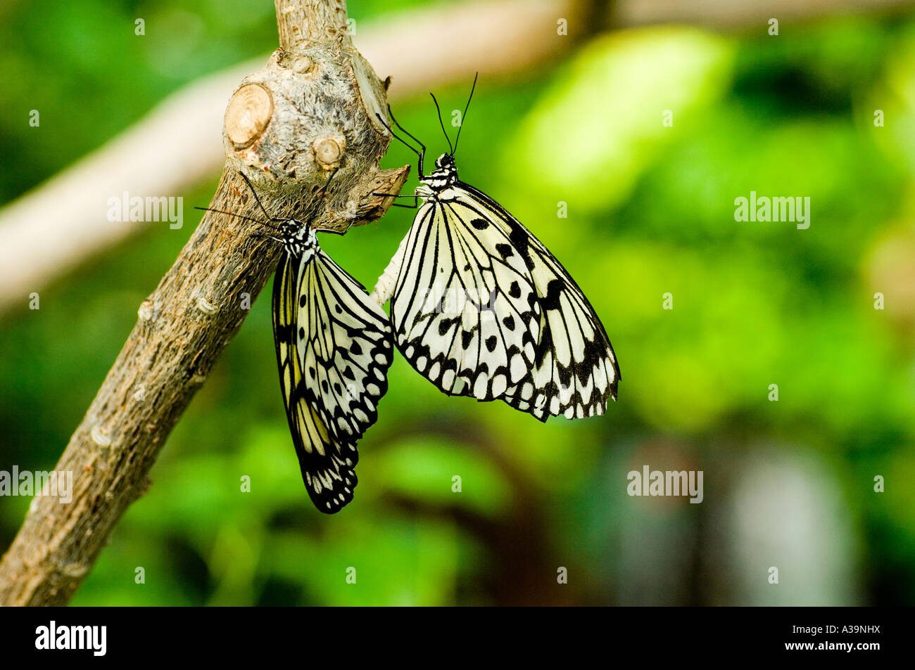 Foto di due Idea leuconoe farfalle Foto Stock