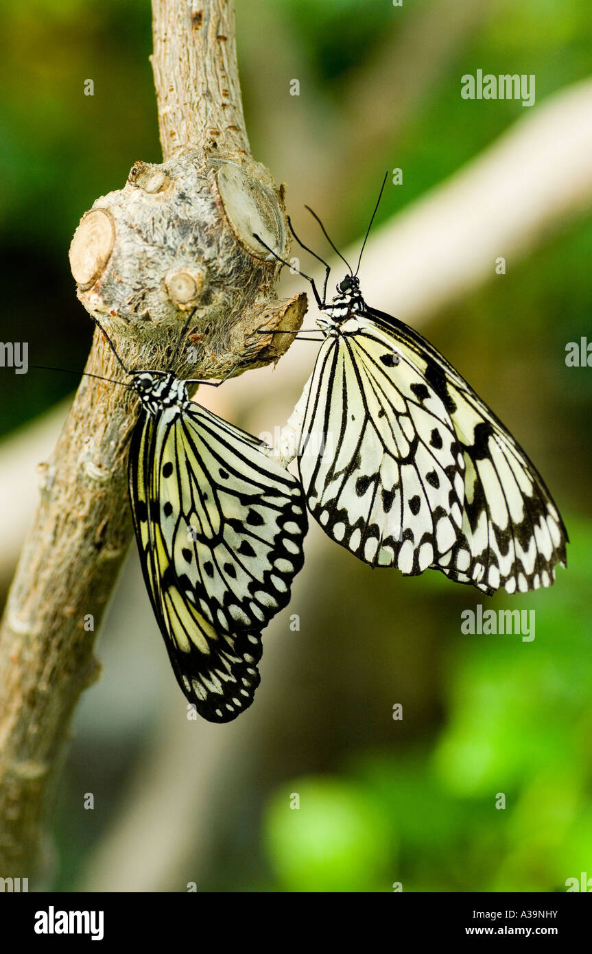 Due fogli di carta aquilone farfalle su un albero Idea leuconoe Foto Stock