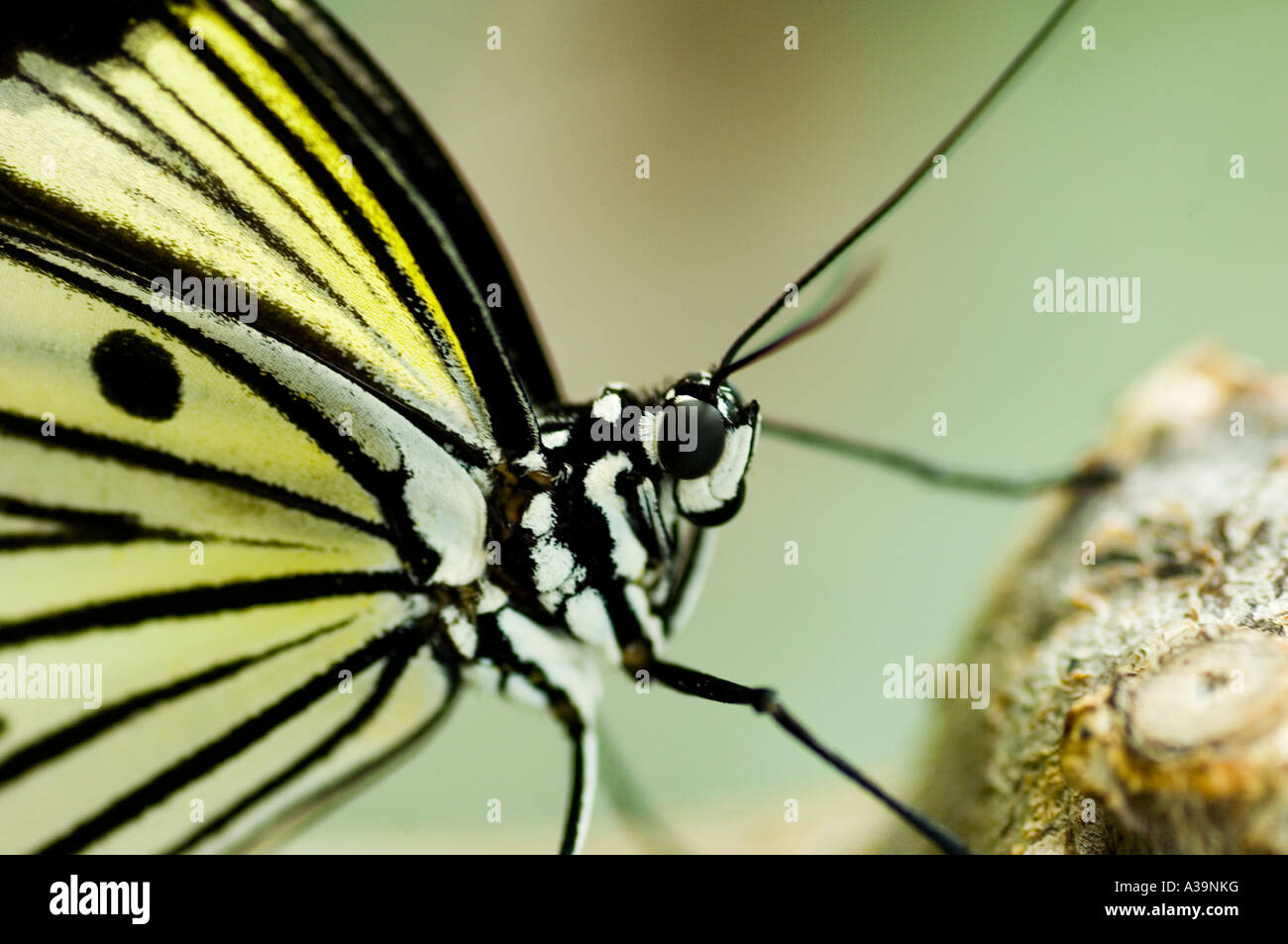 Close up di un aquilone di carta butterfly Idea leuconoe Foto Stock