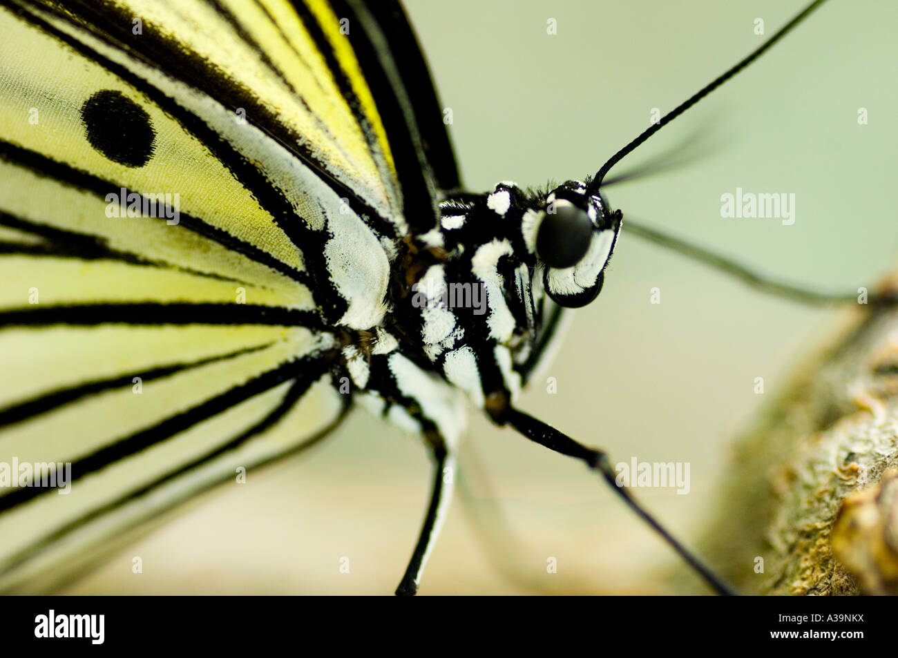 Close up Idea leuconoe Butterfly Foto Stock