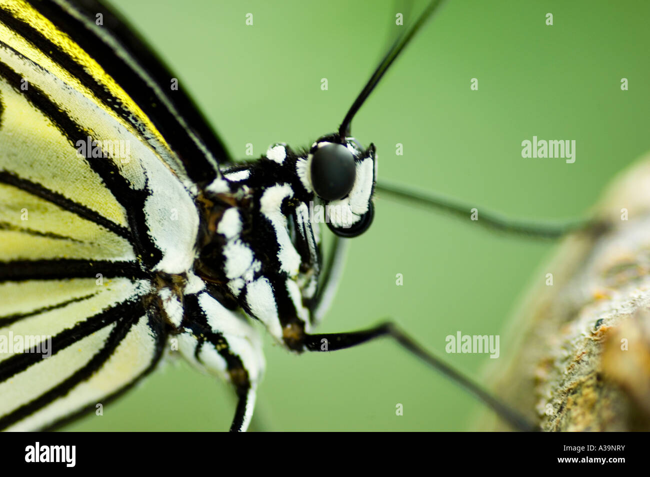 Close up di Un Idea leuconoe aquilone di carta butterfly Foto Stock