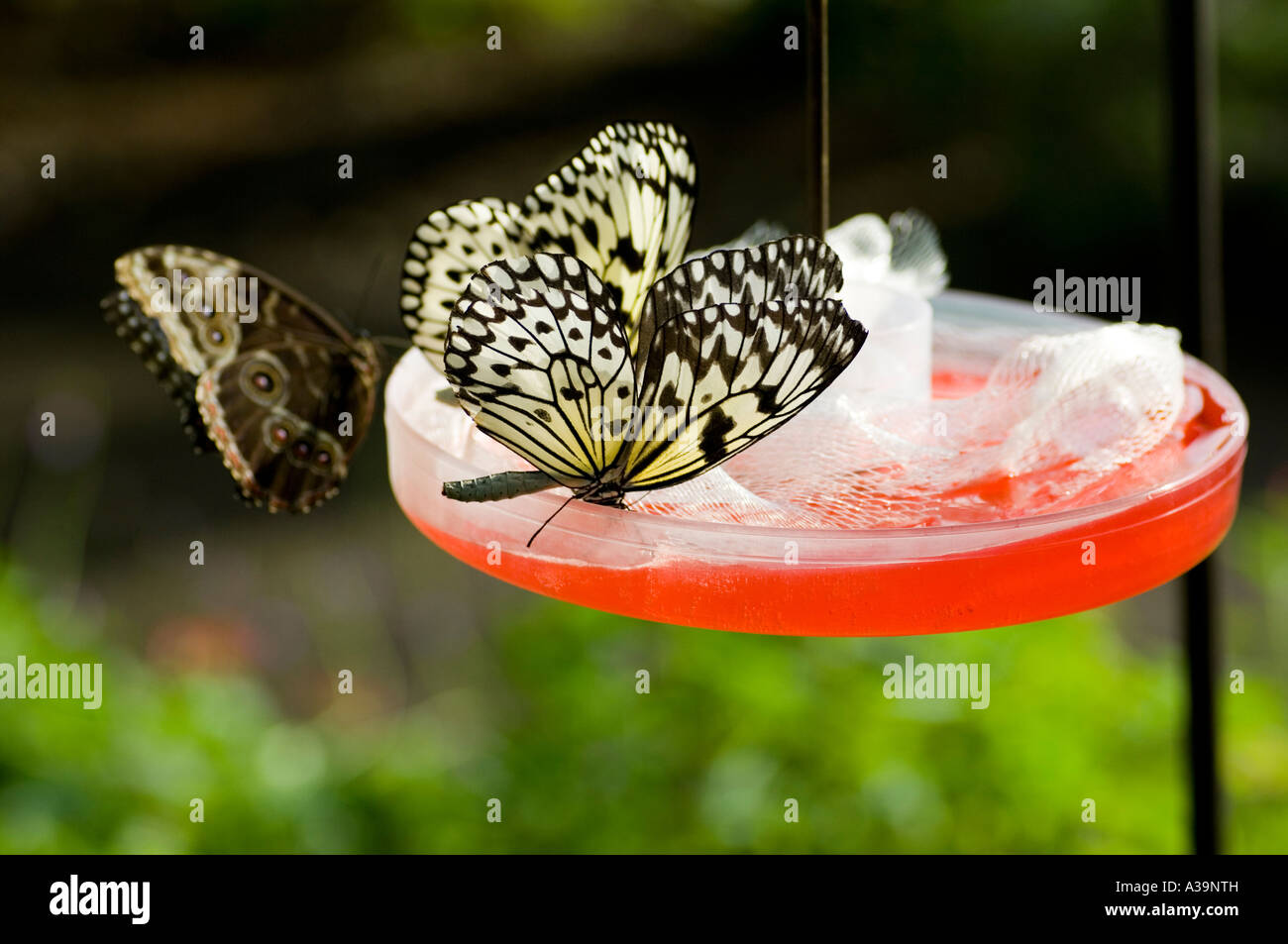 Idea leuconoe aquilone di carta butterfly alimentando in St.Louis Butterfly House USA Foto Stock