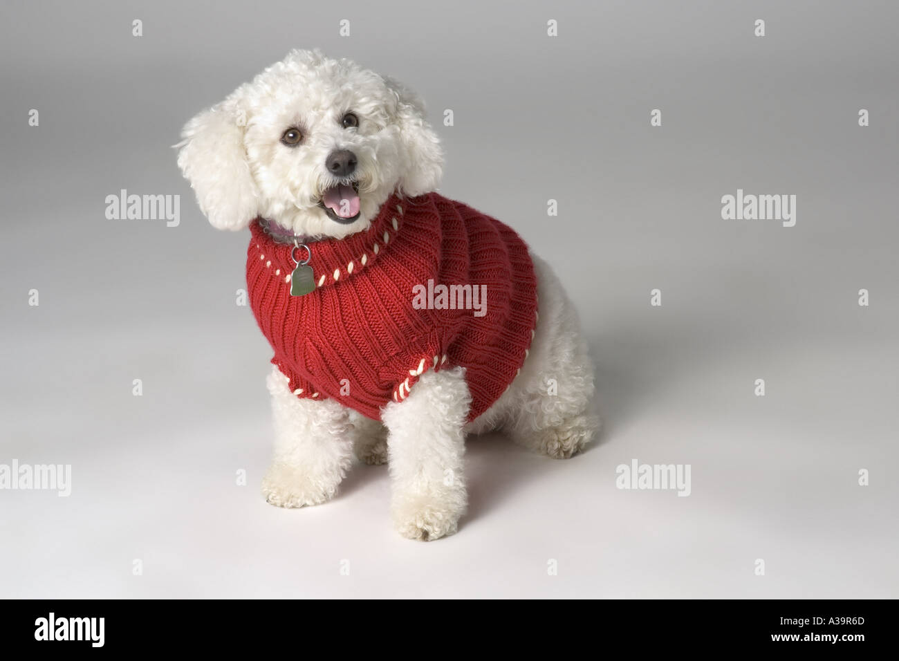 Terrier indossando jester s collare Foto Stock