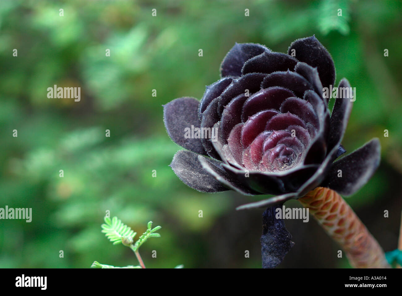 Aeonium arboreum atropurpureum var Foto Stock