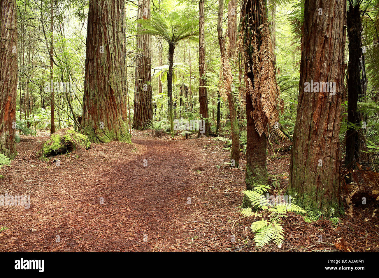 Foresta di sequoie Foto Stock