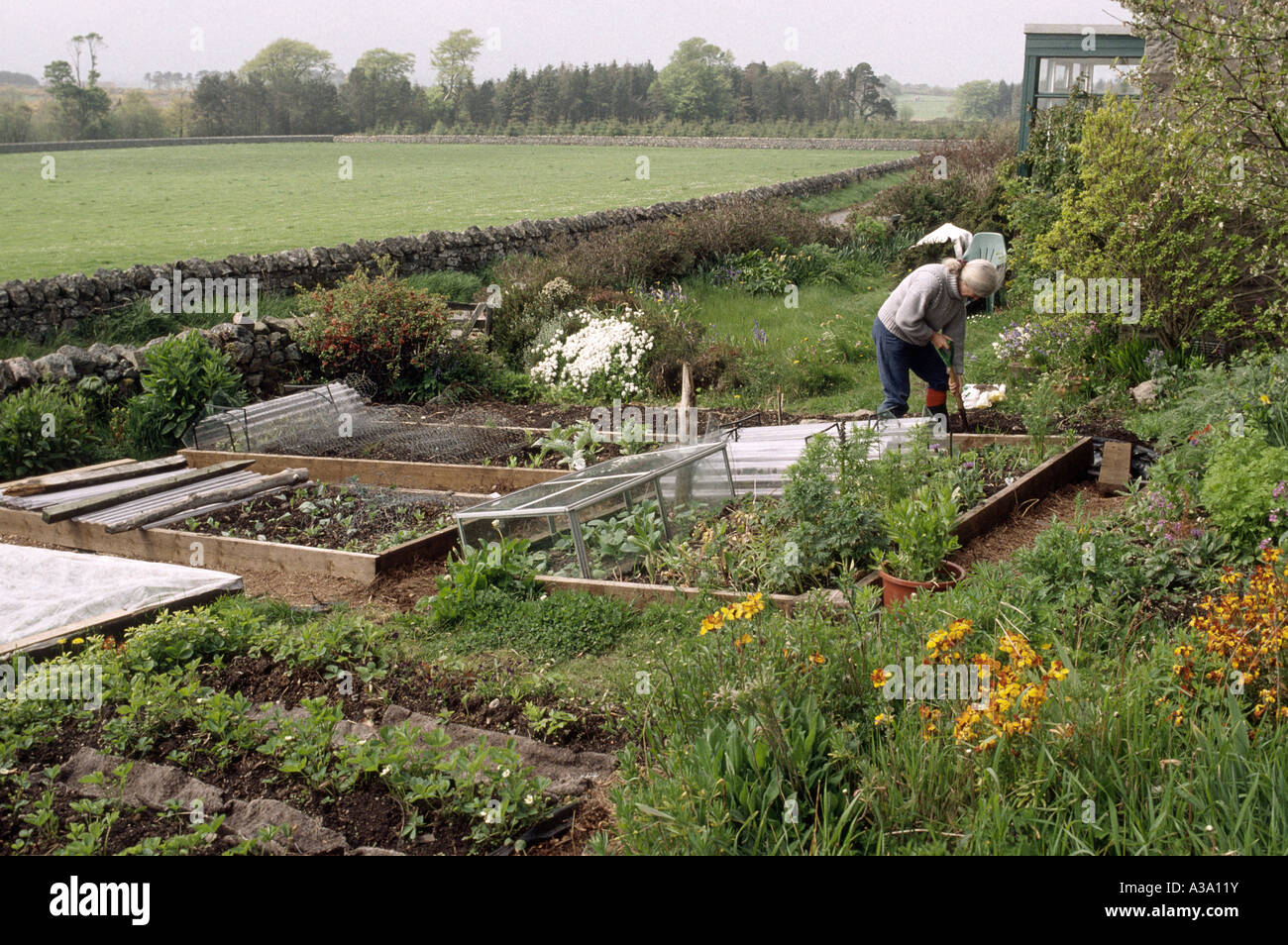 Donna giardinaggio in letti di rilievo nella campagna di Scozia Foto Stock