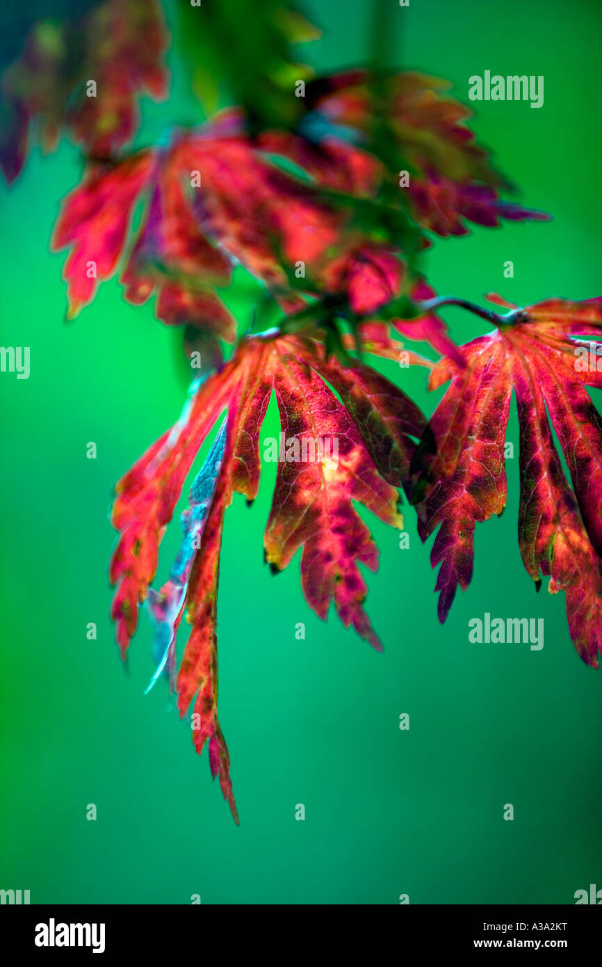Alcune delle ultime foglie di autunno - autunno a Londra Foto Stock