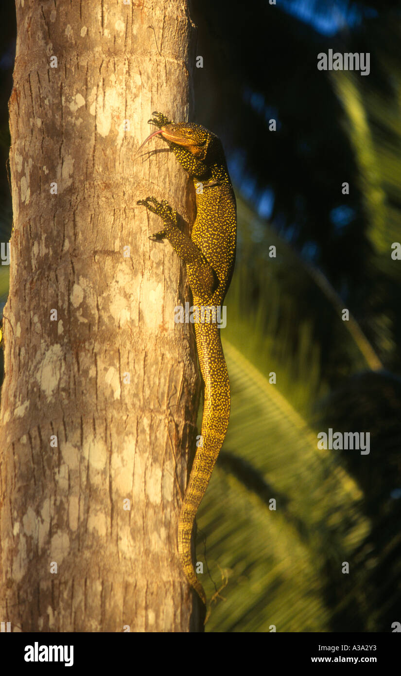 Un grande Monitor di mangrovie Lizard, o Goanna, Varanus indicus, Uepi Island, Isole Salomone. Foto Stock