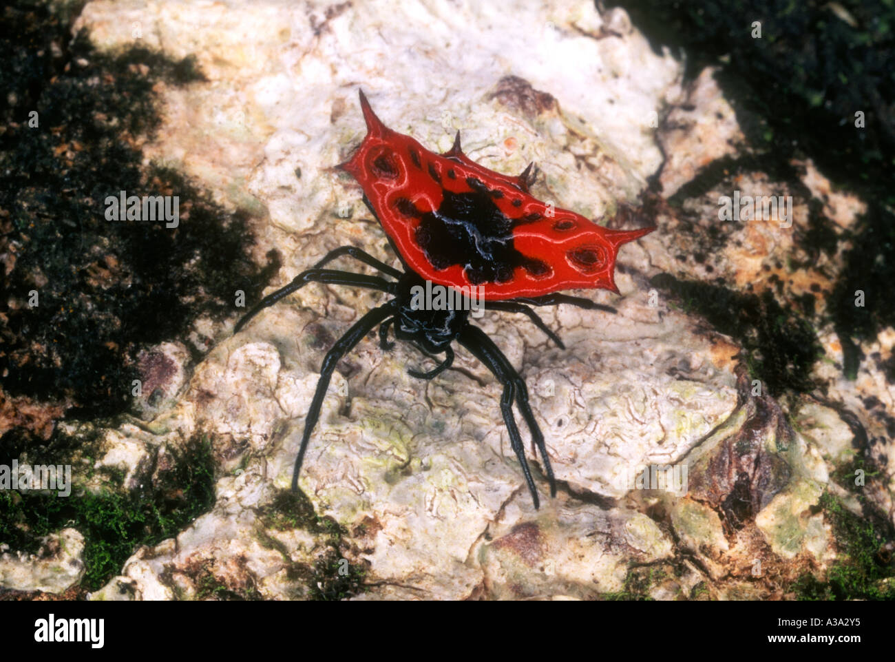 Il ragno gioiello, o ragno spinoso, Gasteracantha cancriformis Foto Stock