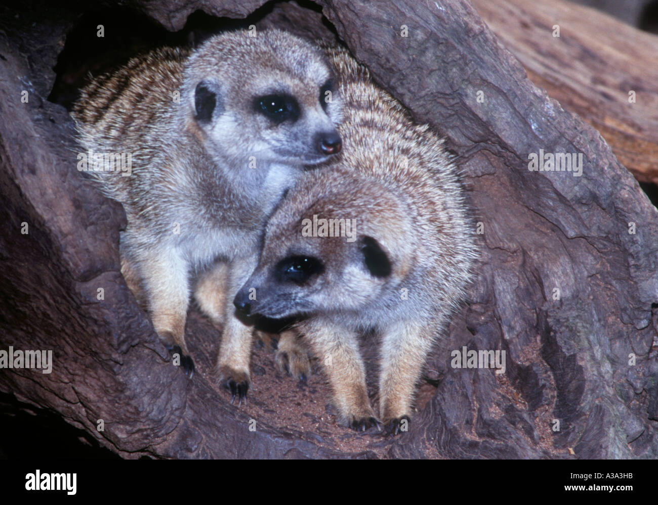 Due suricati Foto Stock