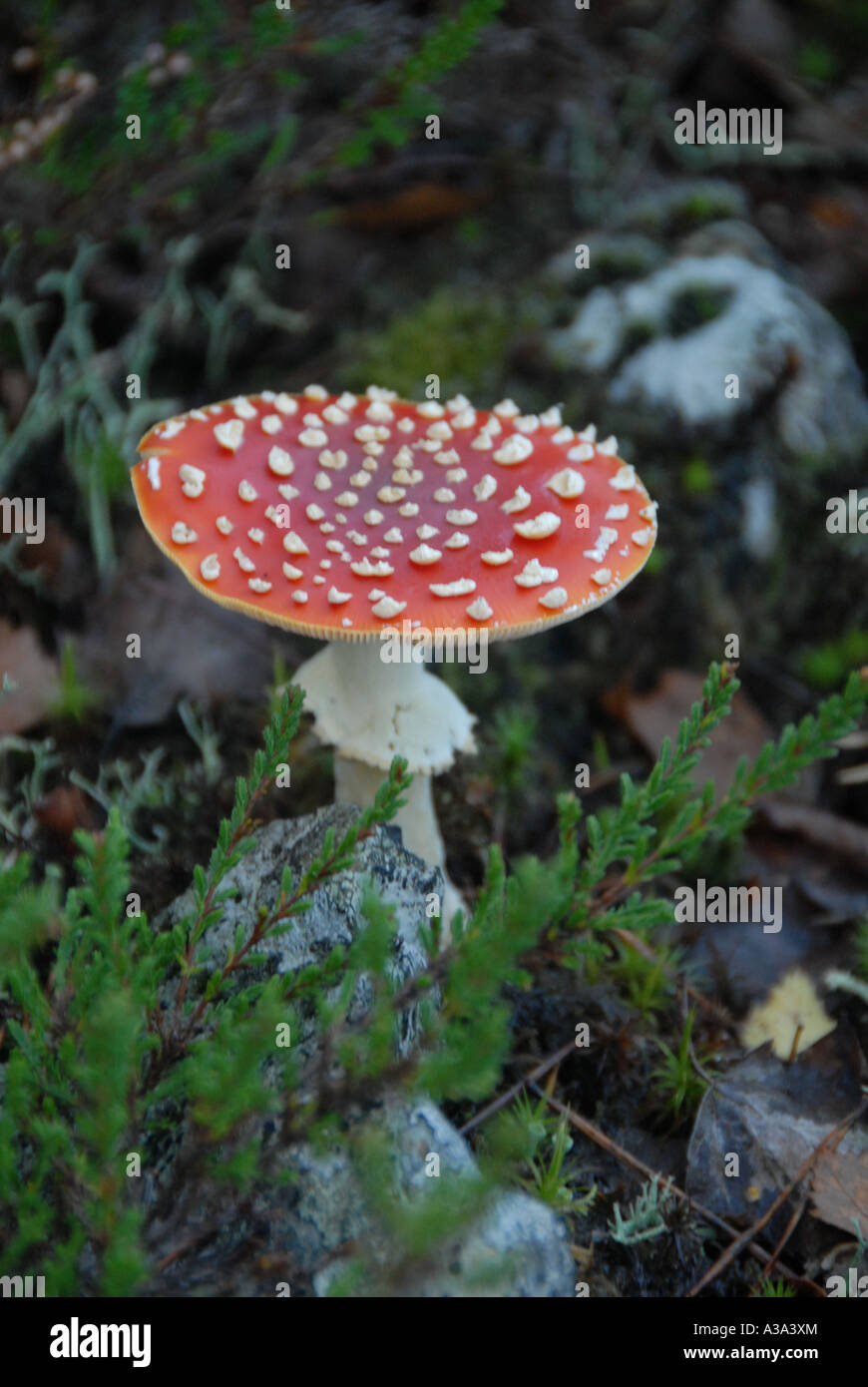 Fly Agaric Toadstool Gwydyr Forest Conwy Valley Snowdonia North West Wales Foto Stock