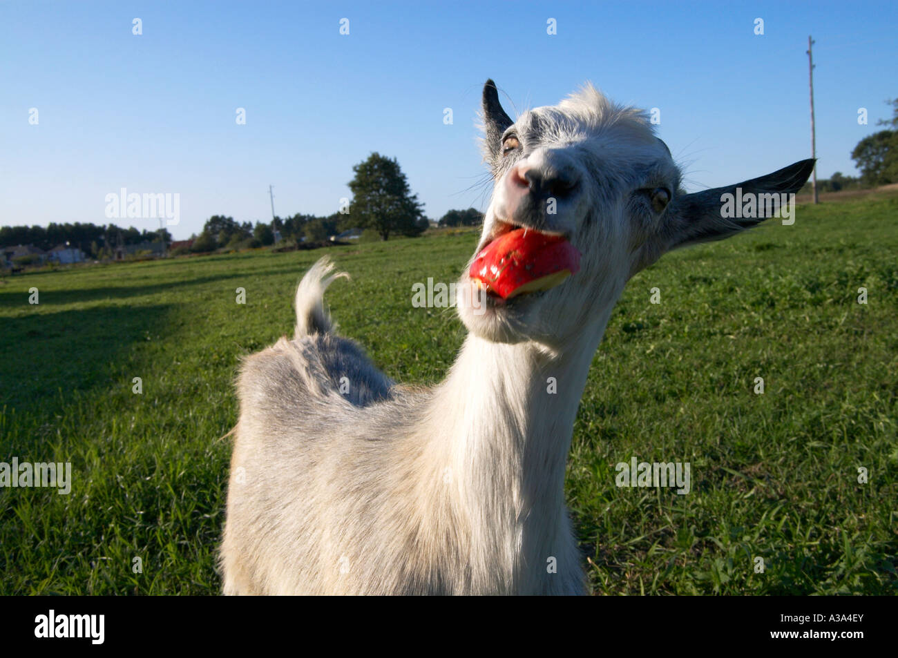 Divertente mangiare capra apple Foto Stock