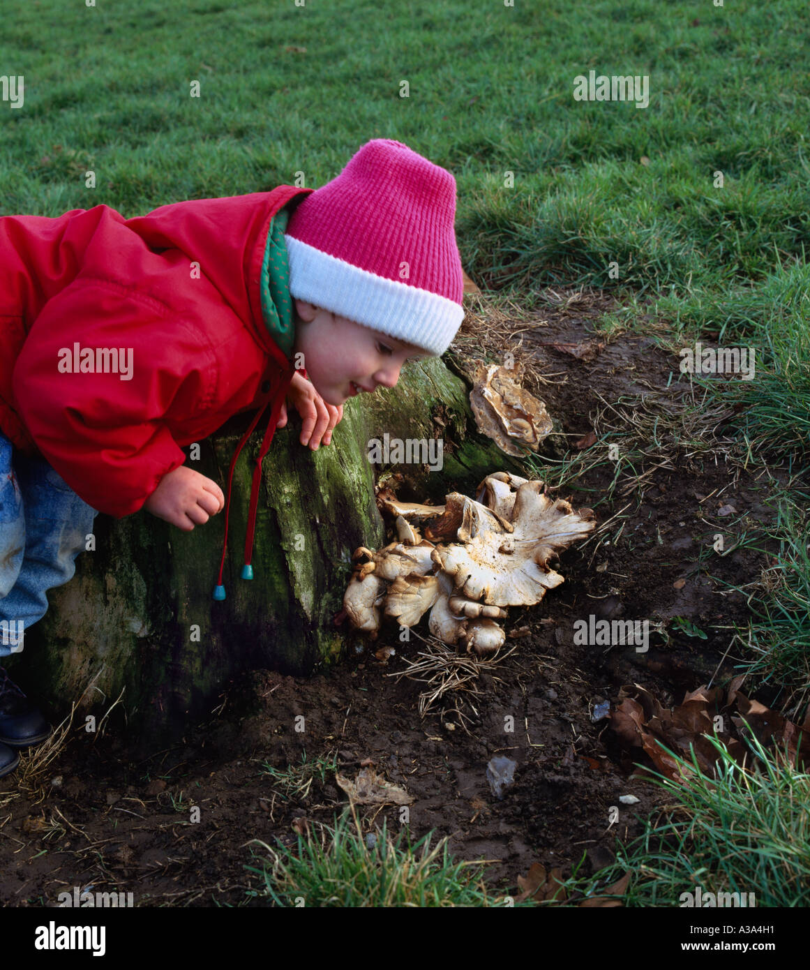 Ragazzo di ispezionare un fungo crescente dalla base di un ceppo di albero a Finsbury Park, a nord di Londra. Foto Stock