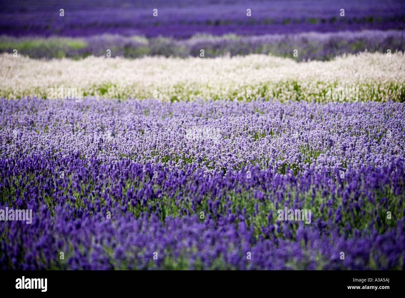 Campi di lavanda in fiore a Snowshill lavanda, il Costwolds Foto Stock