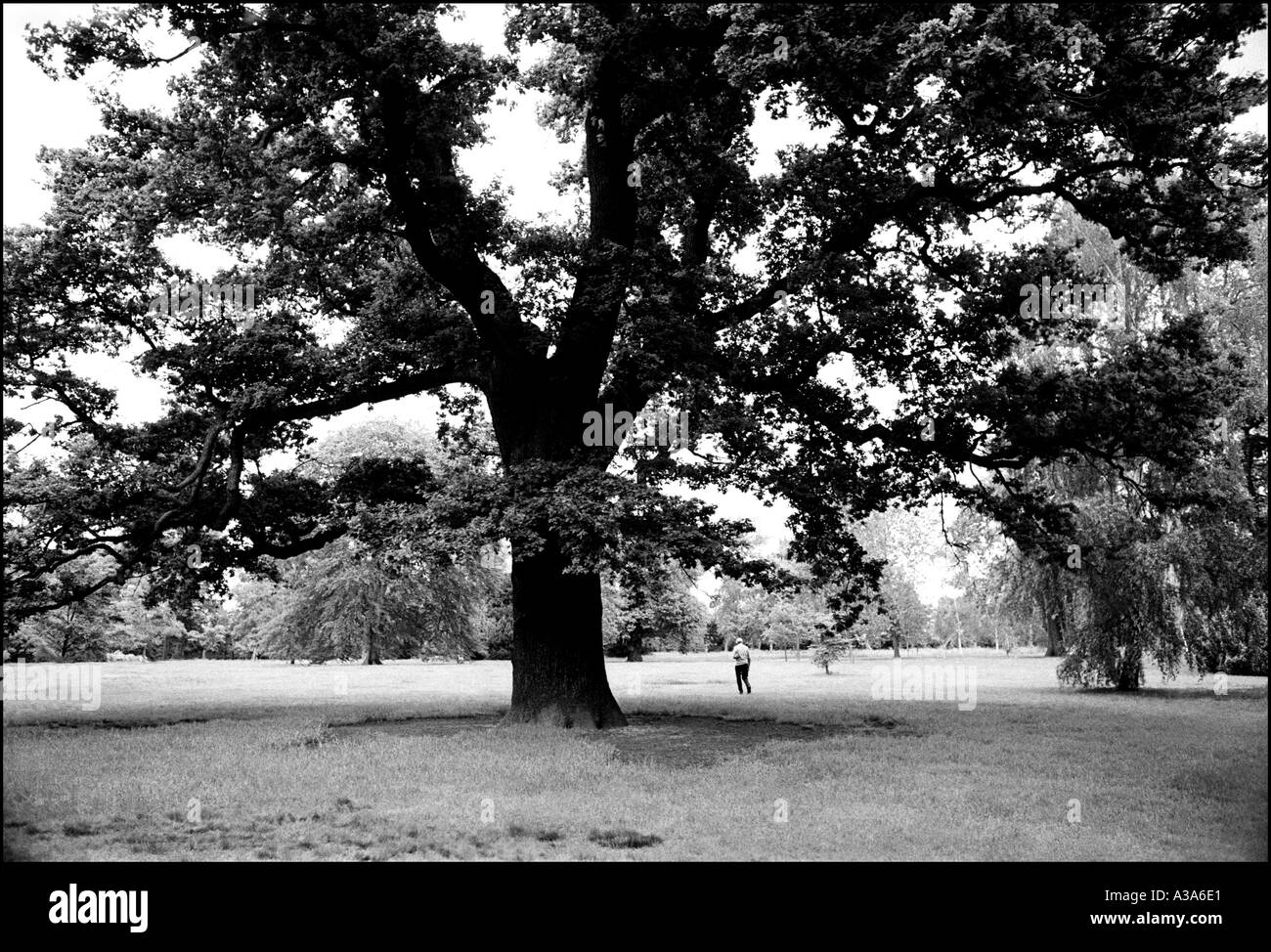 Oak Tree Kew Royal Botanical Gardens Londra Inghilterra in bianco e nero Foto Stock