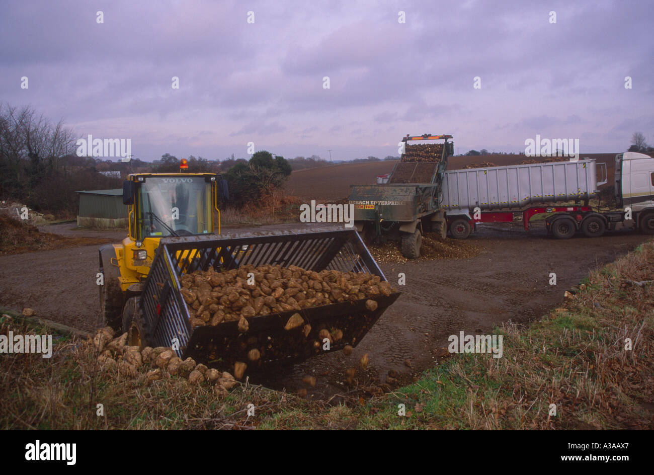 La barbabietola da zucchero di essere caricato dal trattore sul rimorchio del camion per il trasporto Foto Stock
