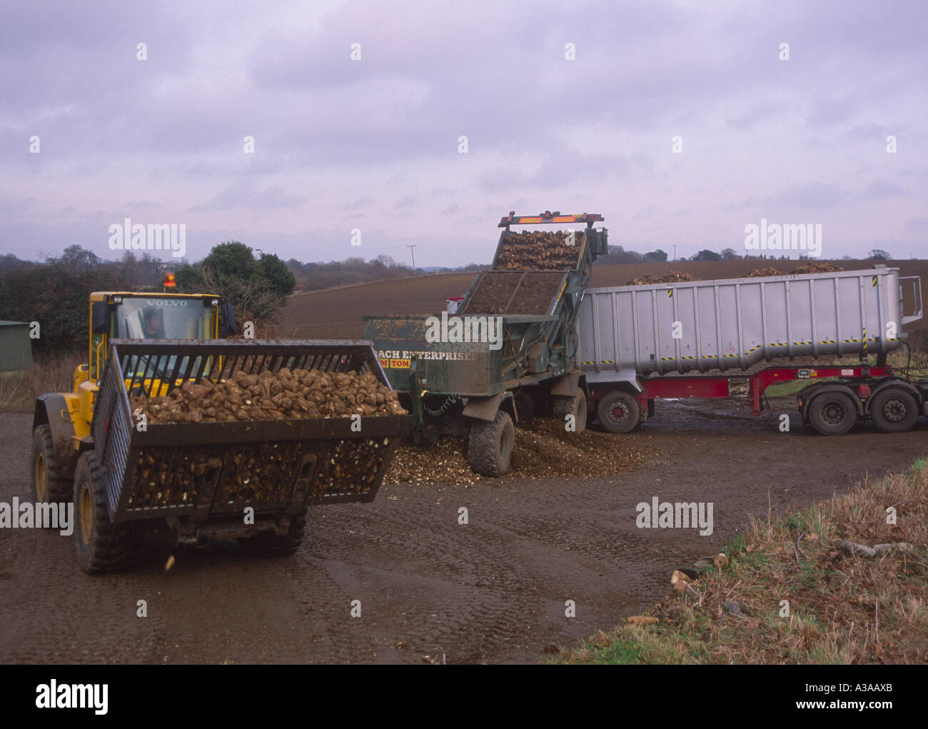 La barbabietola da zucchero di essere caricato dal trattore sul rimorchio del camion per il trasporto Foto Stock