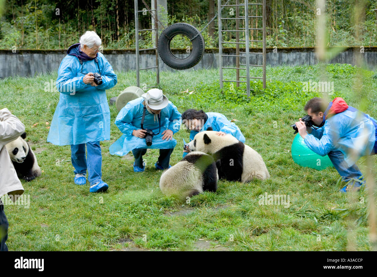 Ai visitatori di ammirare Panda gigante il novellame, composto, Wolong Riserva Naturale, Cina Foto Stock