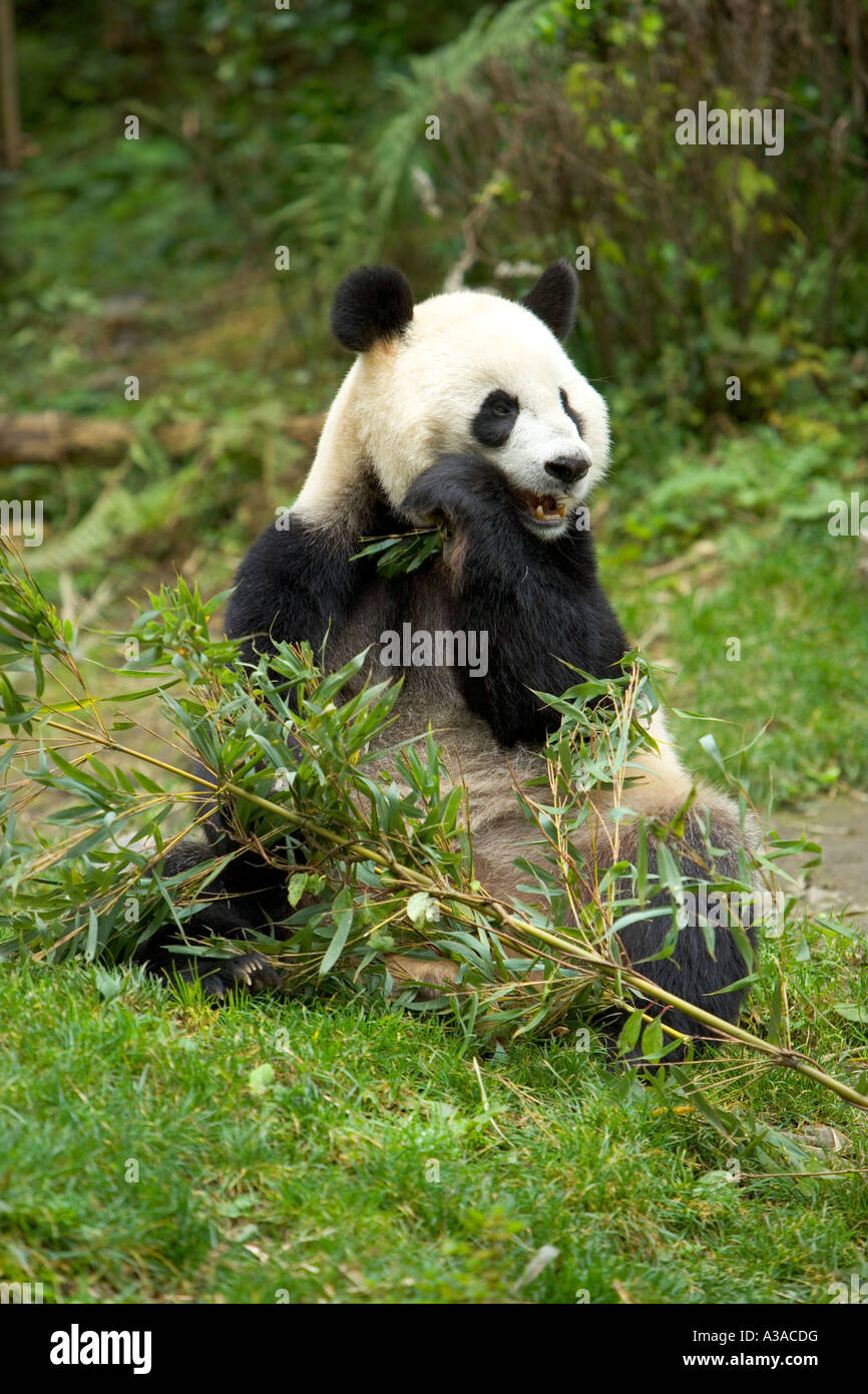 Panda gigante bordo della foresta masticare sulla levetta di bambù, Wolong Riserva Naturale, Cina Foto Stock