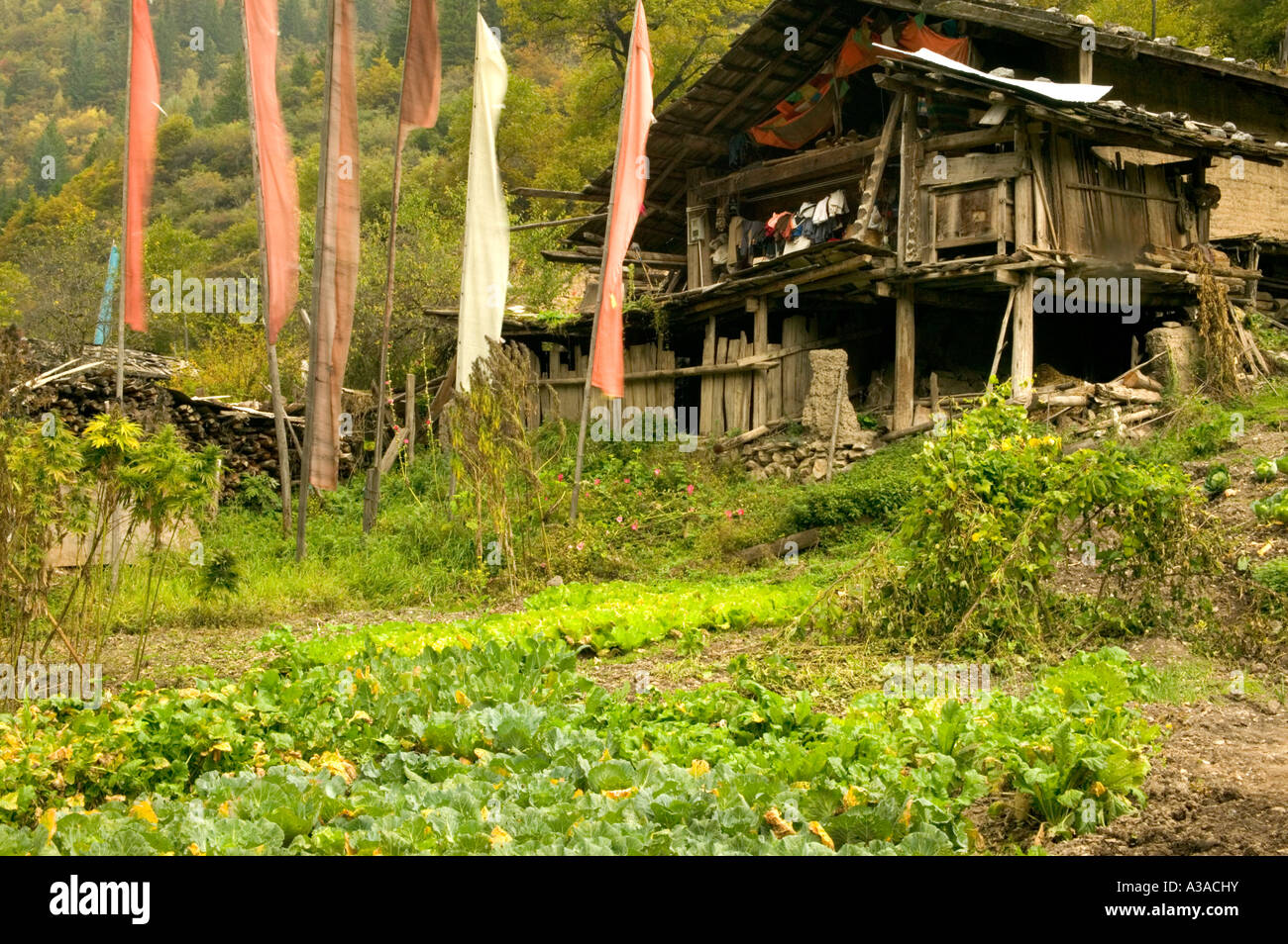 Lo sviluppo tibetano farm home, Jiuzhaigou, Cina Foto Stock