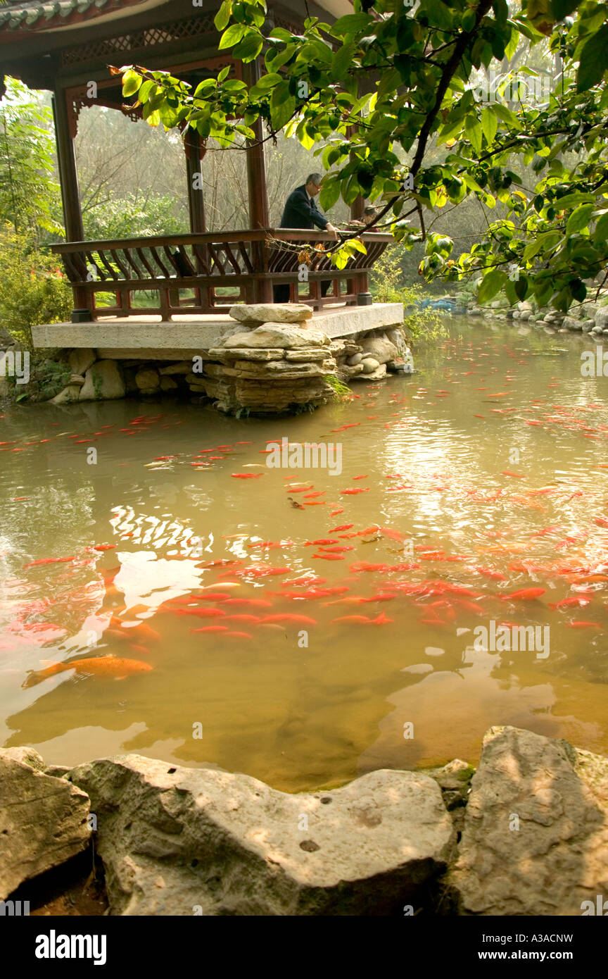 Gazebo con stagno, goldfish a Leshan Buddha gigante. Foto Stock