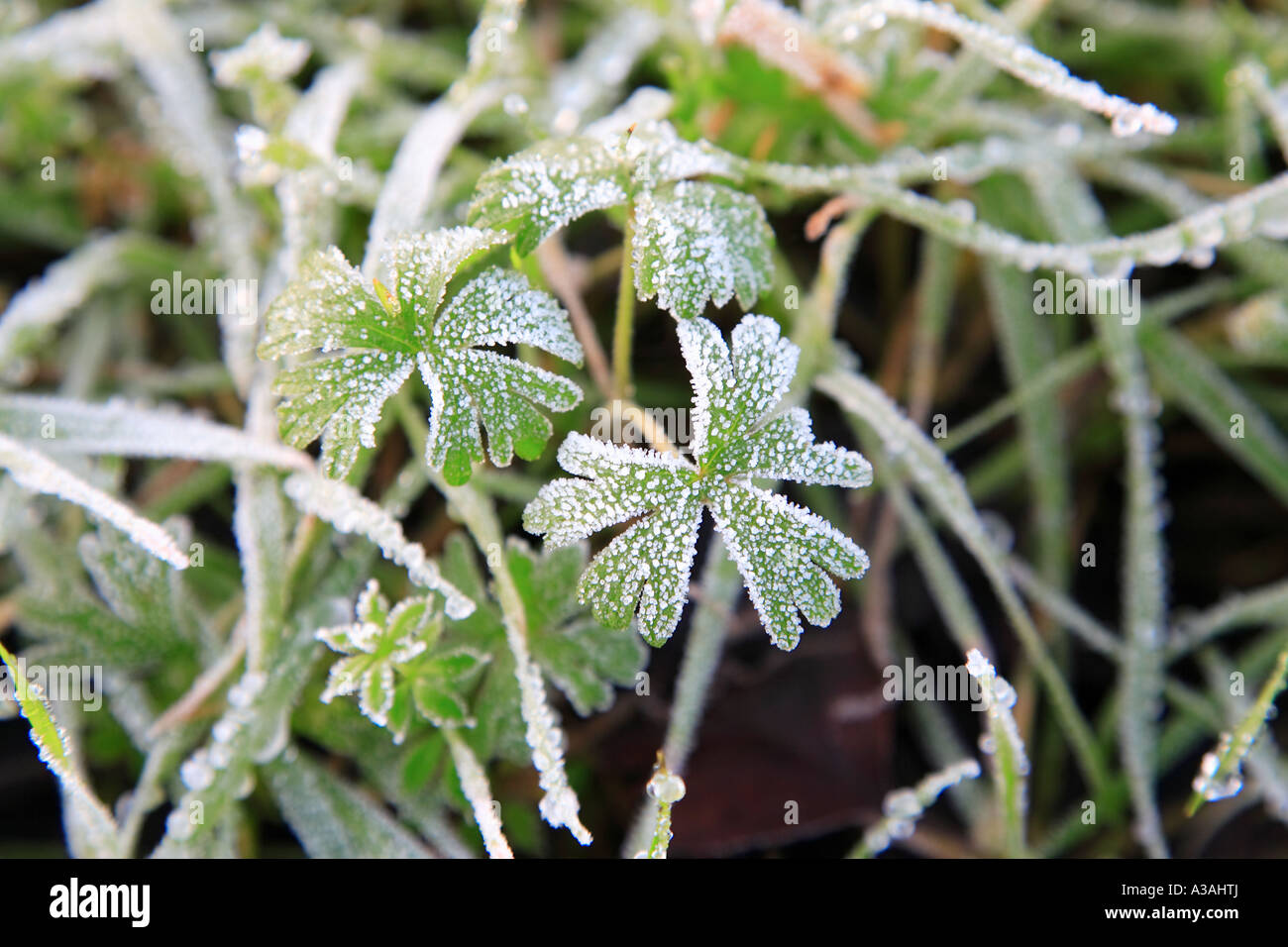 Dove il piede (Cranesbill Geranium molle) smerigliati inverno lascia il Regno Unito Foto Stock