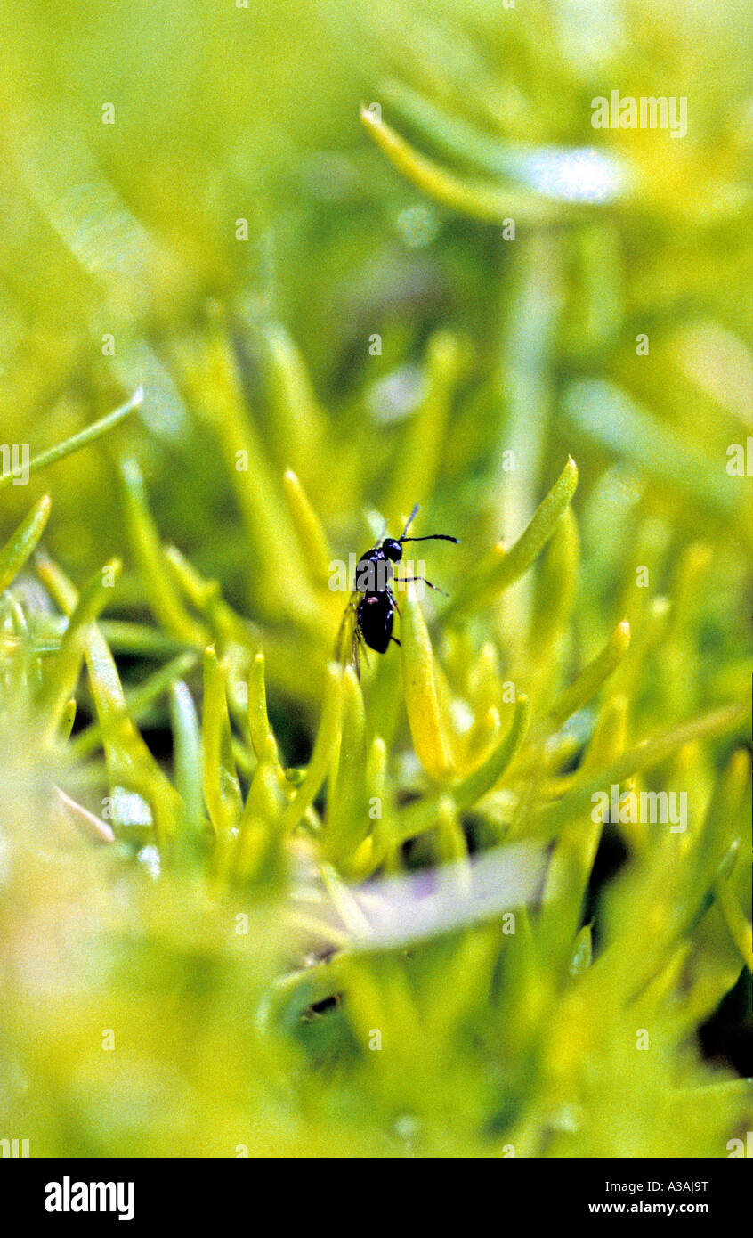 Winged Nero Garden Ant Lasius niger insetto Foto Stock