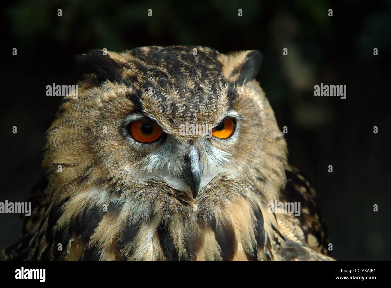 Guardando il gufo Foto Stock