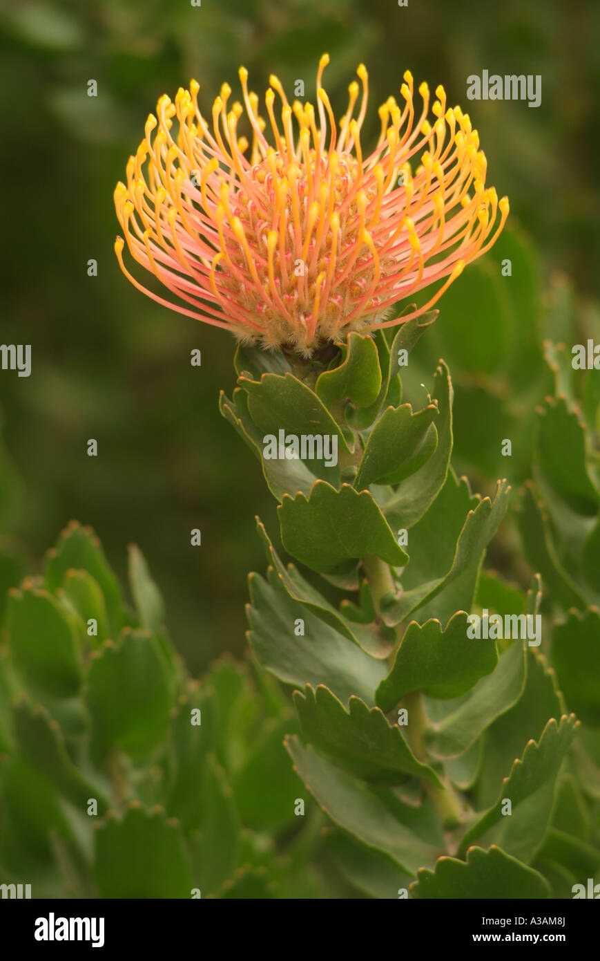 Waratah fiore (Telopea specie) nativa impianto australiano Foto Stock