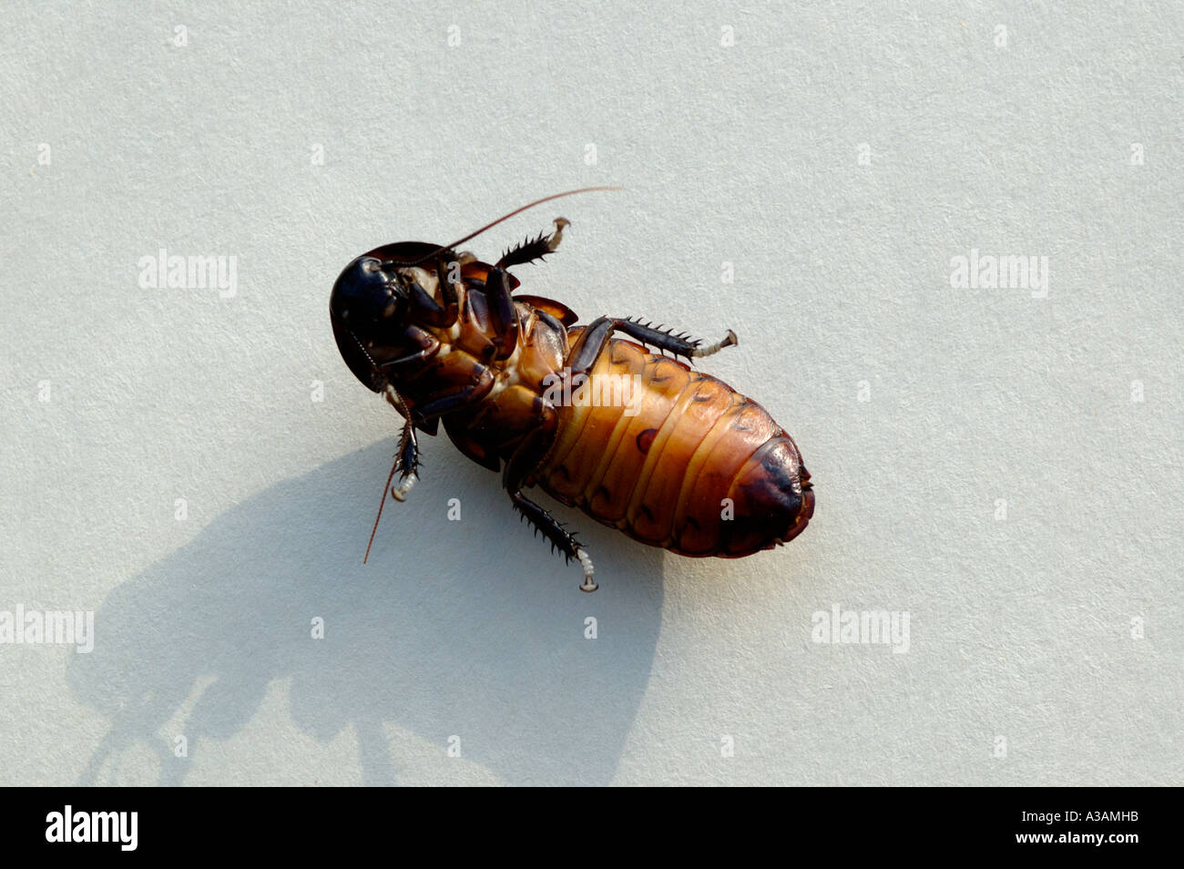 Scarafaggio morto Gromphadorhina portentosa Foto Stock