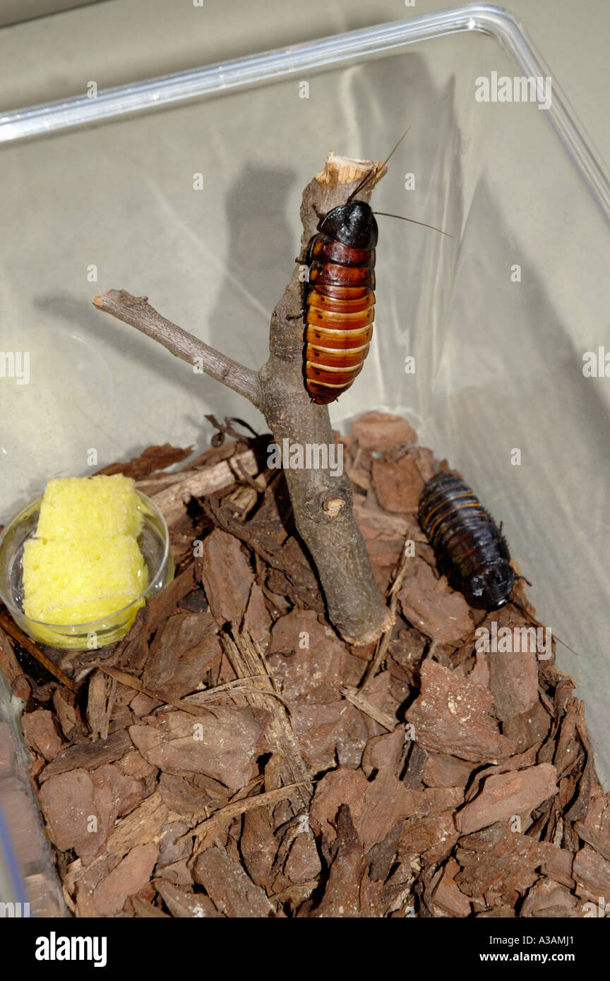 Madagascar sibili scarafaggi Gromphadorhina portentosa in un'aula. Foto Stock