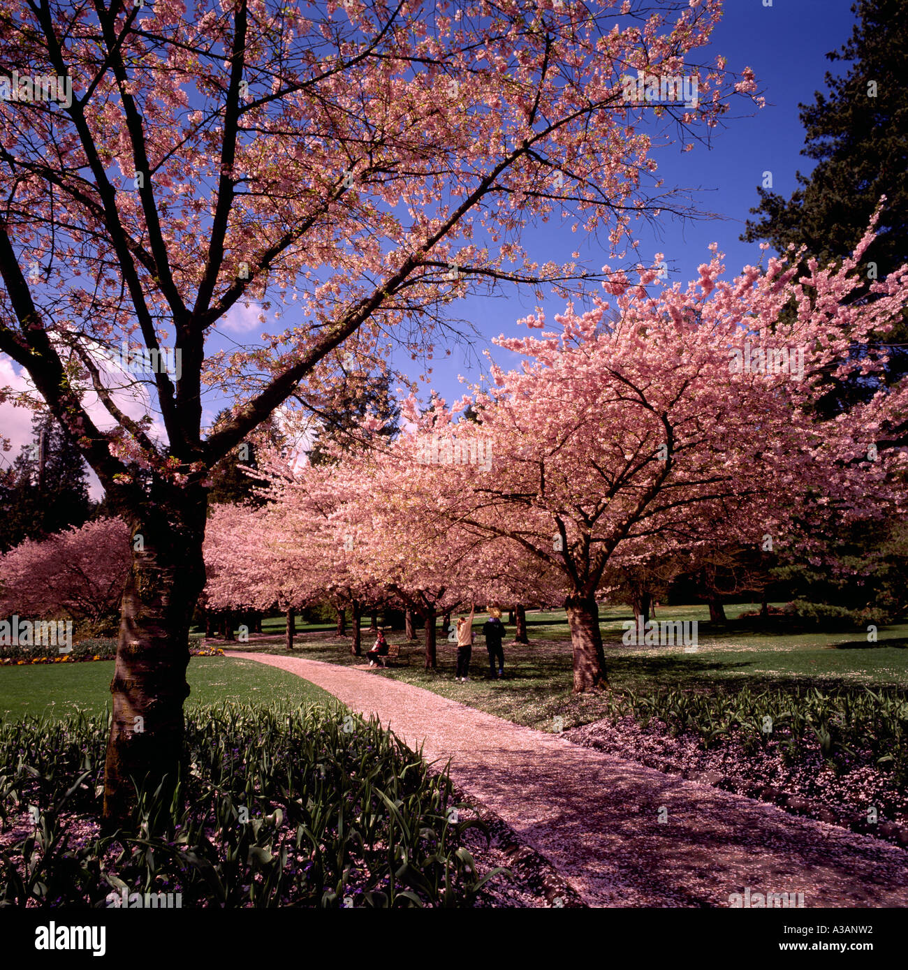 Ciliegi giapponesi, che fiorisce in primavera a Stanley Park a Vancouver British Columbia Canada Foto Stock